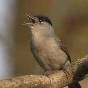 Blackcap